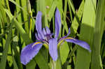 Giant blue iris